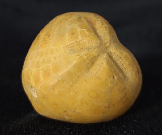 Plesiaster tranghayensis (LAMBERT 1936) - Bild &copy; FossNet FossilienStore